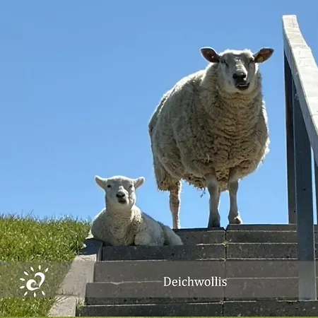Boje 9 Dein Ankerplatz An Der Nordsee *